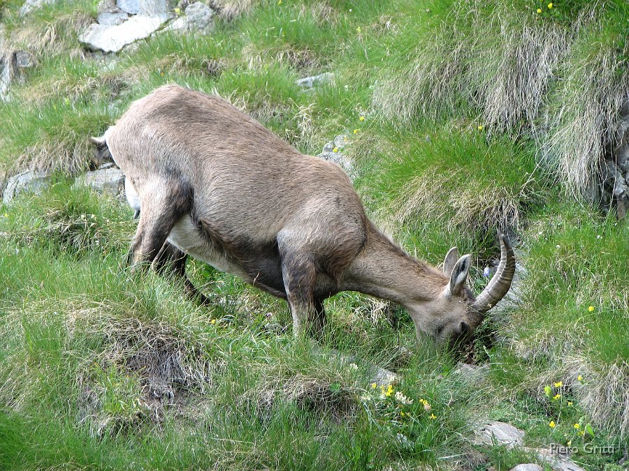 Masoni 256.jpg - Chs cosa sta brucando così in basso?